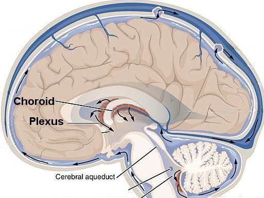 Version 8.25 from the Textbook OpenStax Anatomy and Physiology Published May 18, 2016OpenStax