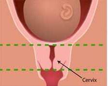 Normal cervix