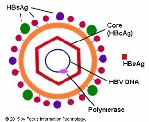 Hepatitis B virion, also known as the Dane particle